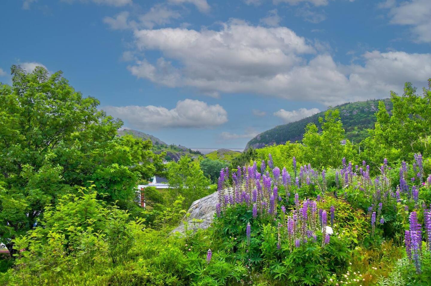 圣约翰斯The Vista At Quidi Vidi - Stunning Views & Trails别墅 外观 照片